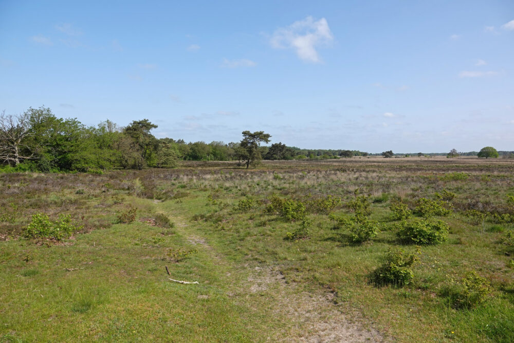 Holtingerveld