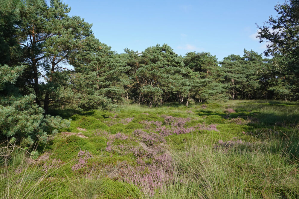 Holtingerveld
