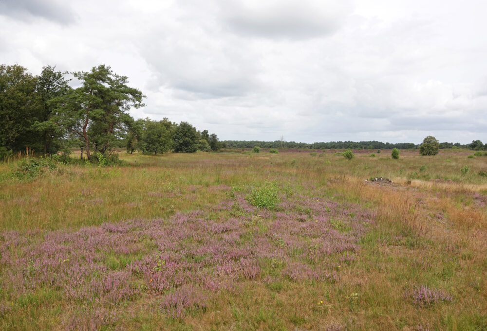 Holtingerveld