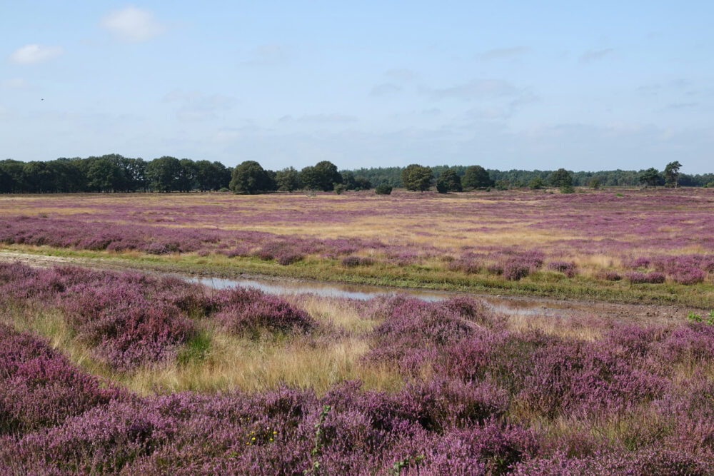 Holtingerveld