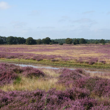 Holtingerveld (Drenthe)