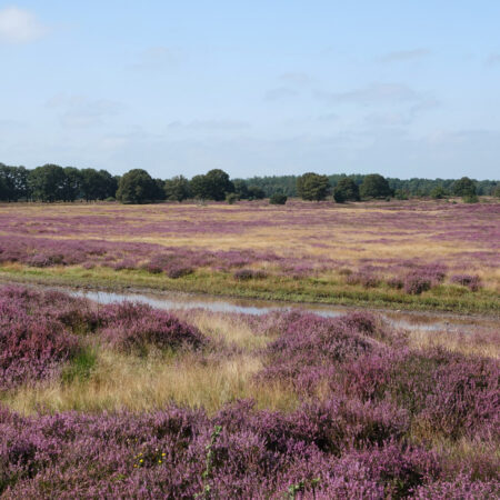 Holtingerveld (Drenthe)
