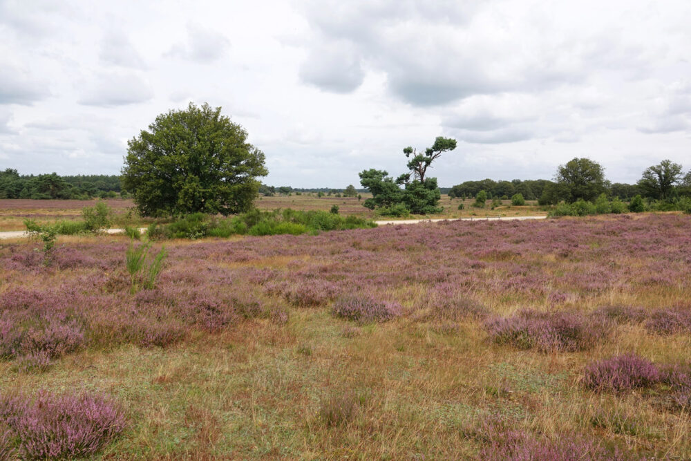 Holtingerveld