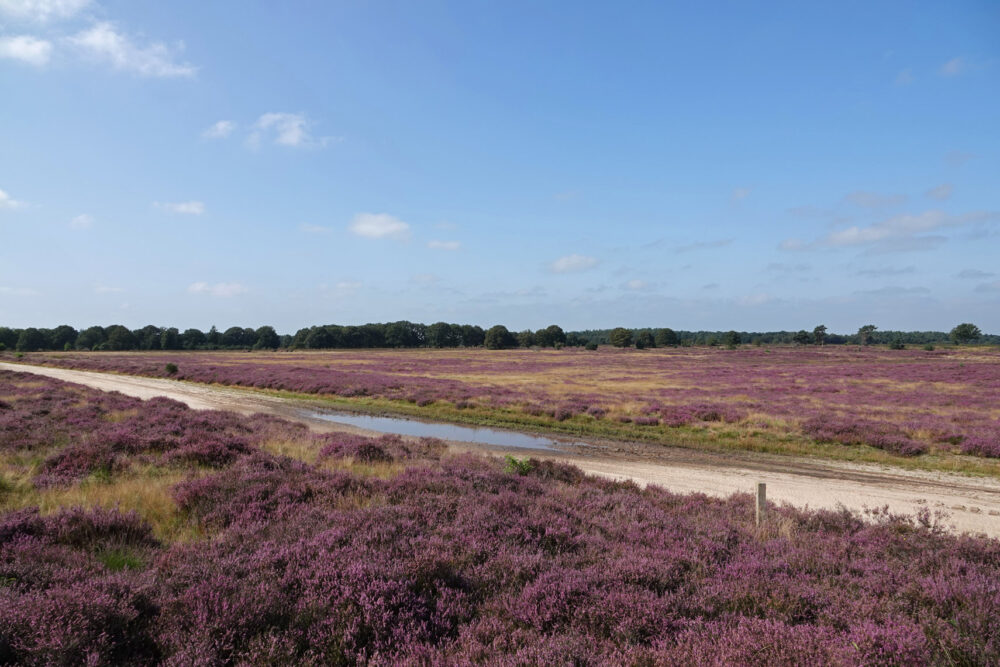 Holtingerveld