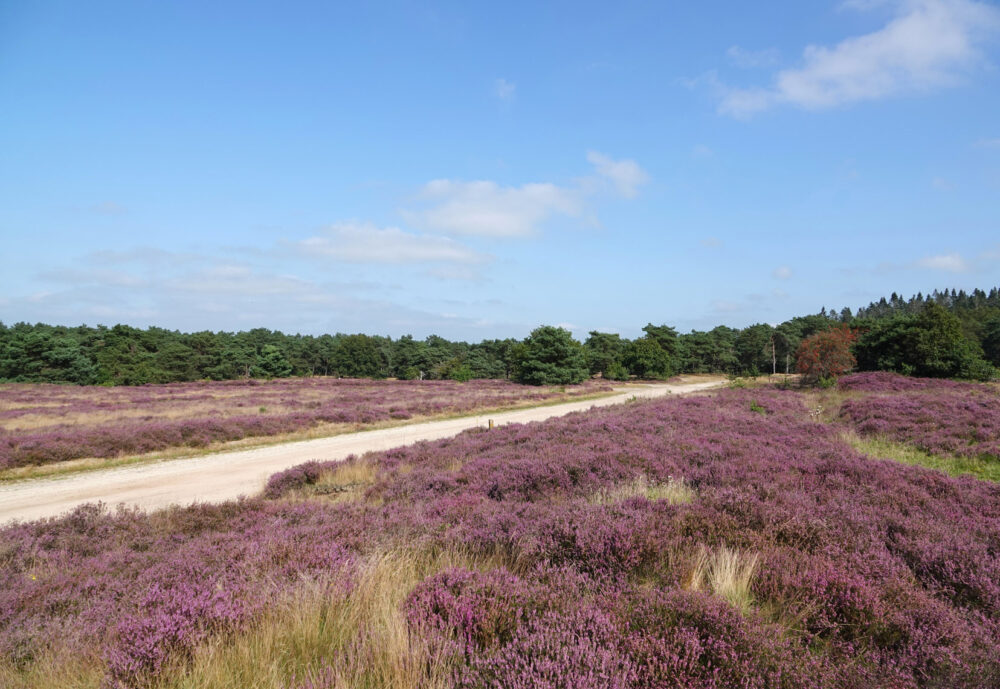Holtingerveld