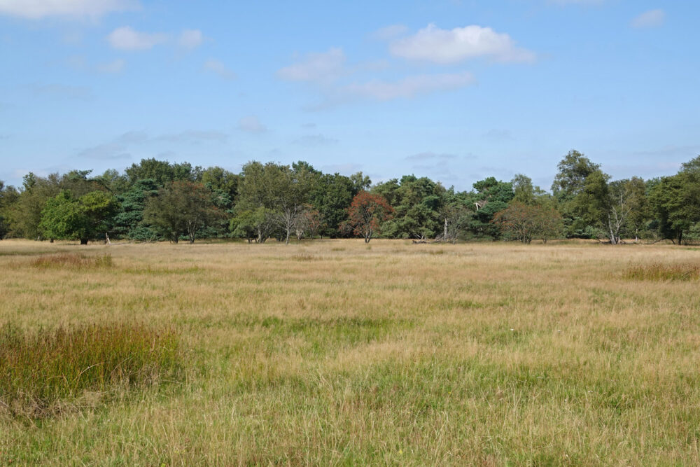 Holtingerveld