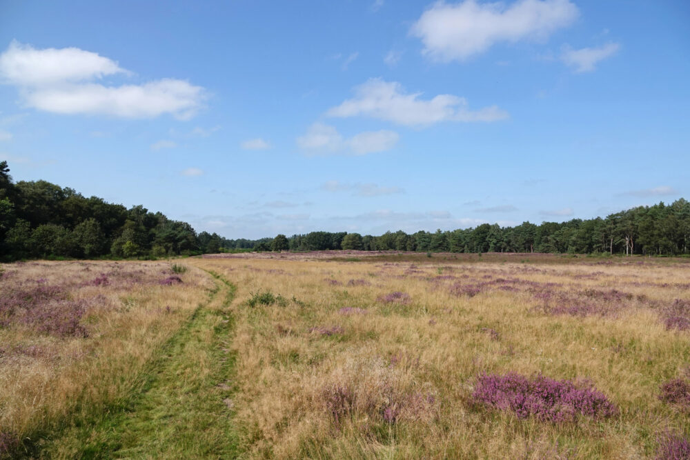 Holtingerveld