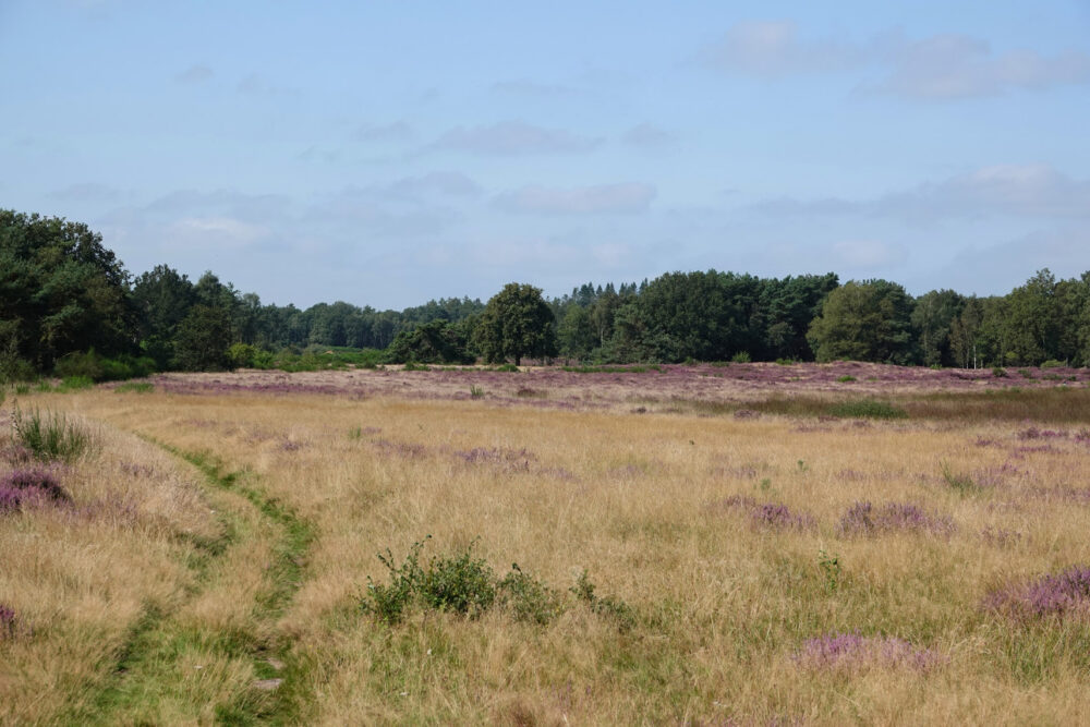 Holtingerveld