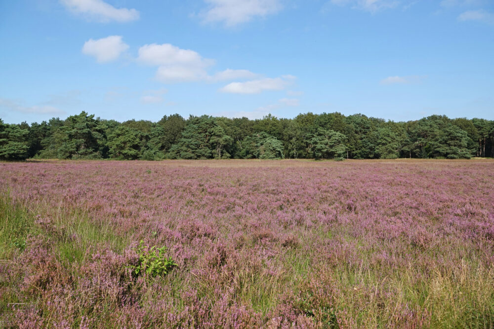 Holtingerveld