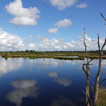 Holtveen (Dwingelderveld)