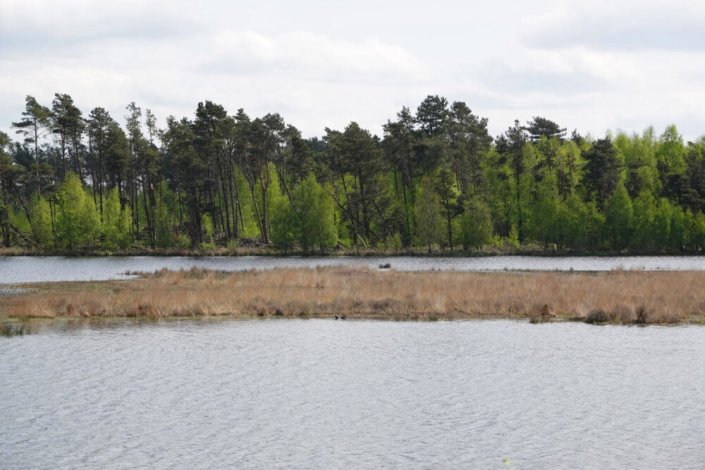Holtveen (Dwingelderveld)