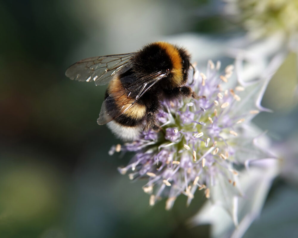 Hommel (aardhommelgroep) op een blauwe zeedistel