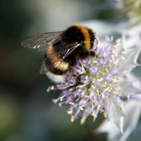 Hommel uit aardhommelgroep