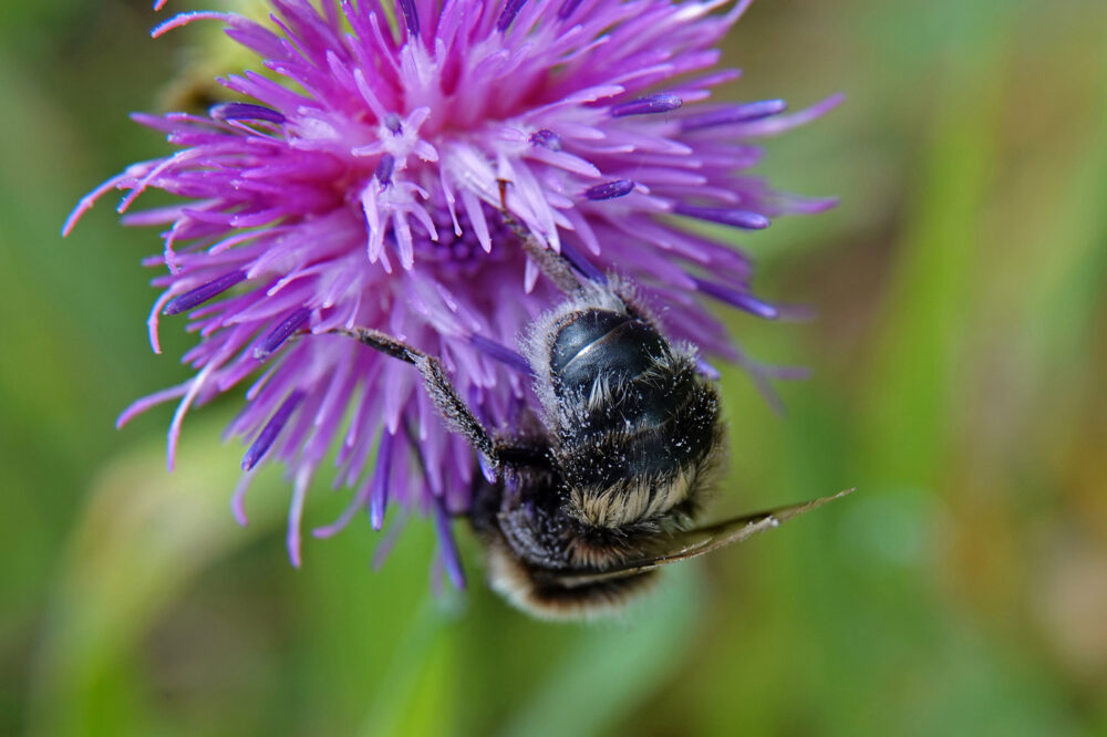 Hommel (onbekend)