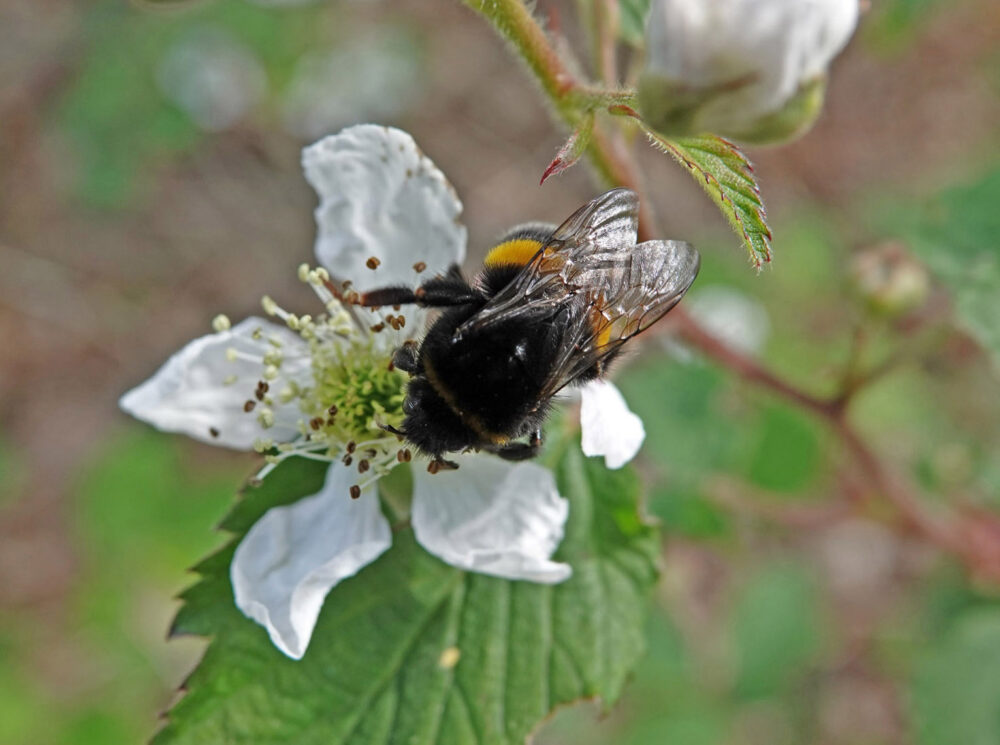 Hommel uit aardhommelgroep