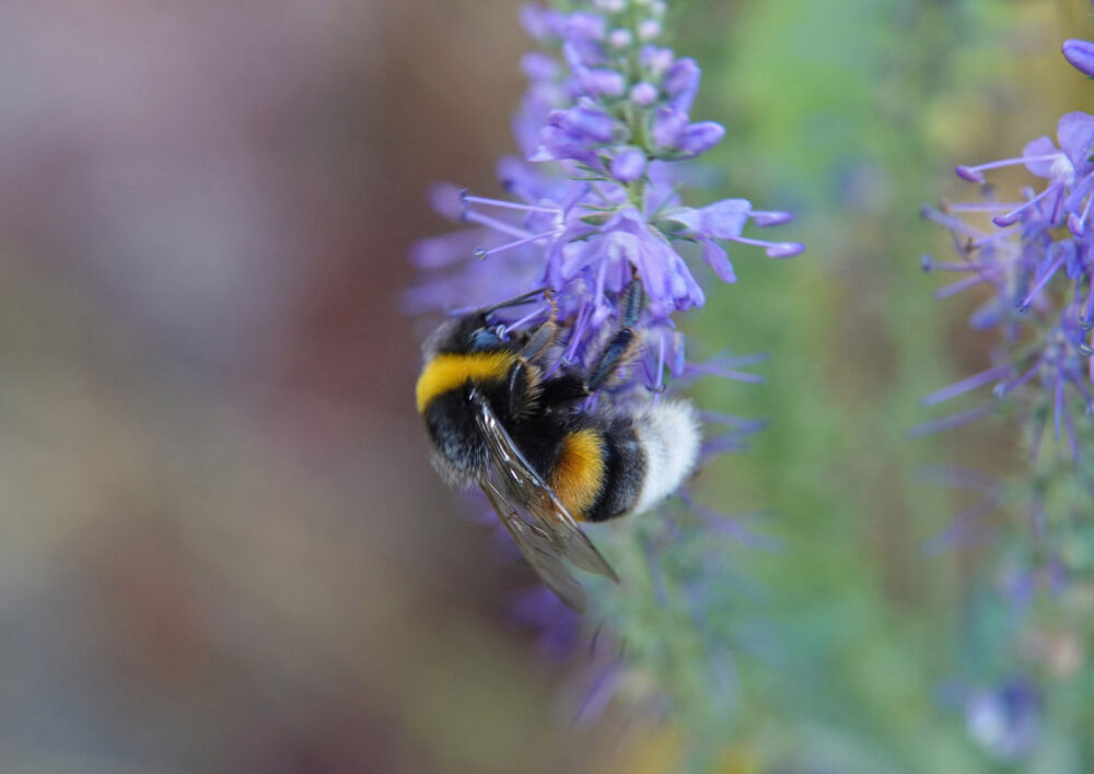 Hommel uit aardhommelgroep