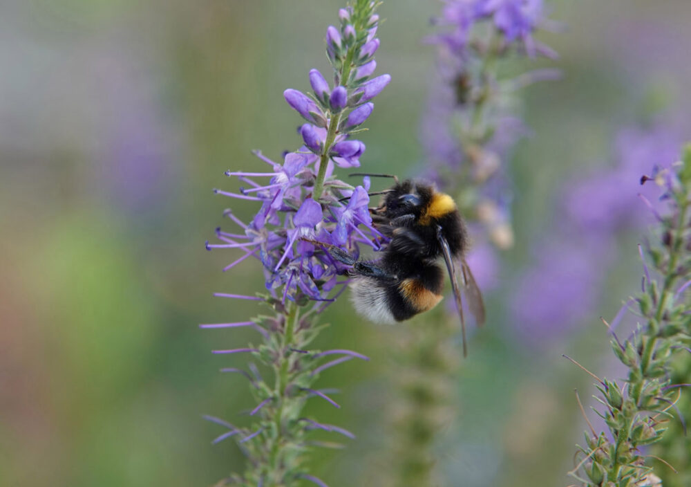 Hommel uit aardhommelgroep