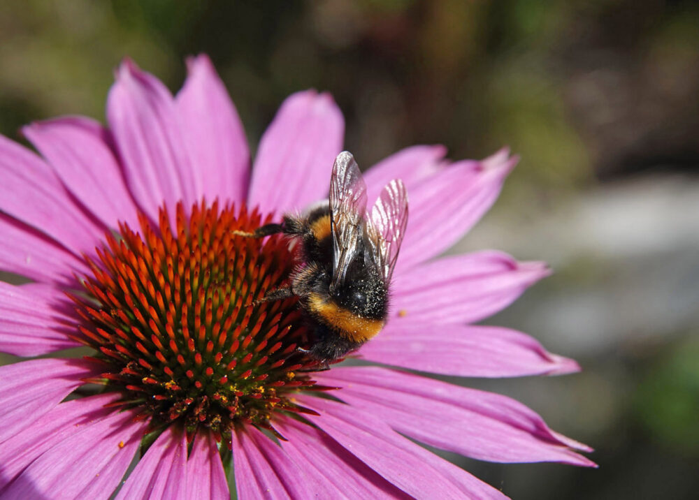 Hommel uit aardhommelgroep
