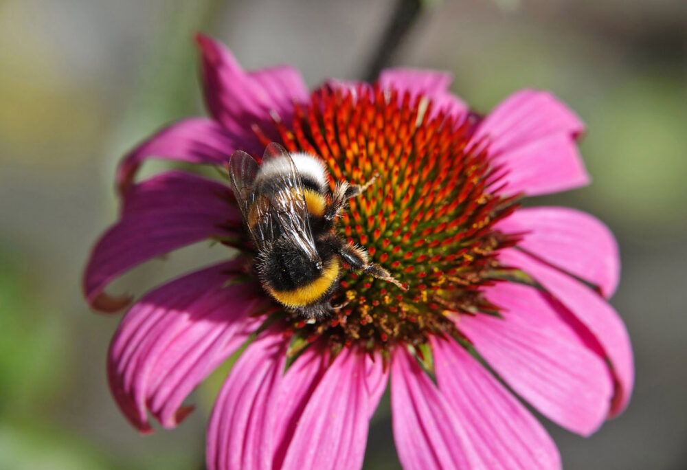 Hommel uit aardhommelgroep