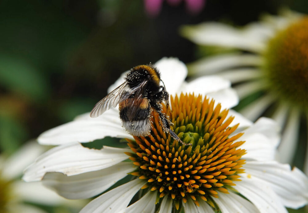Hommel uit aardhommelgroep
