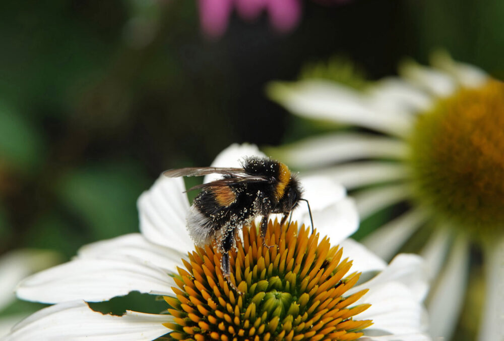 Hommel uit aardhommelgroep