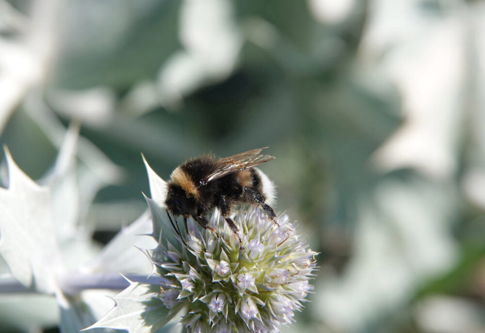 Hommel uit aardhommelgroep