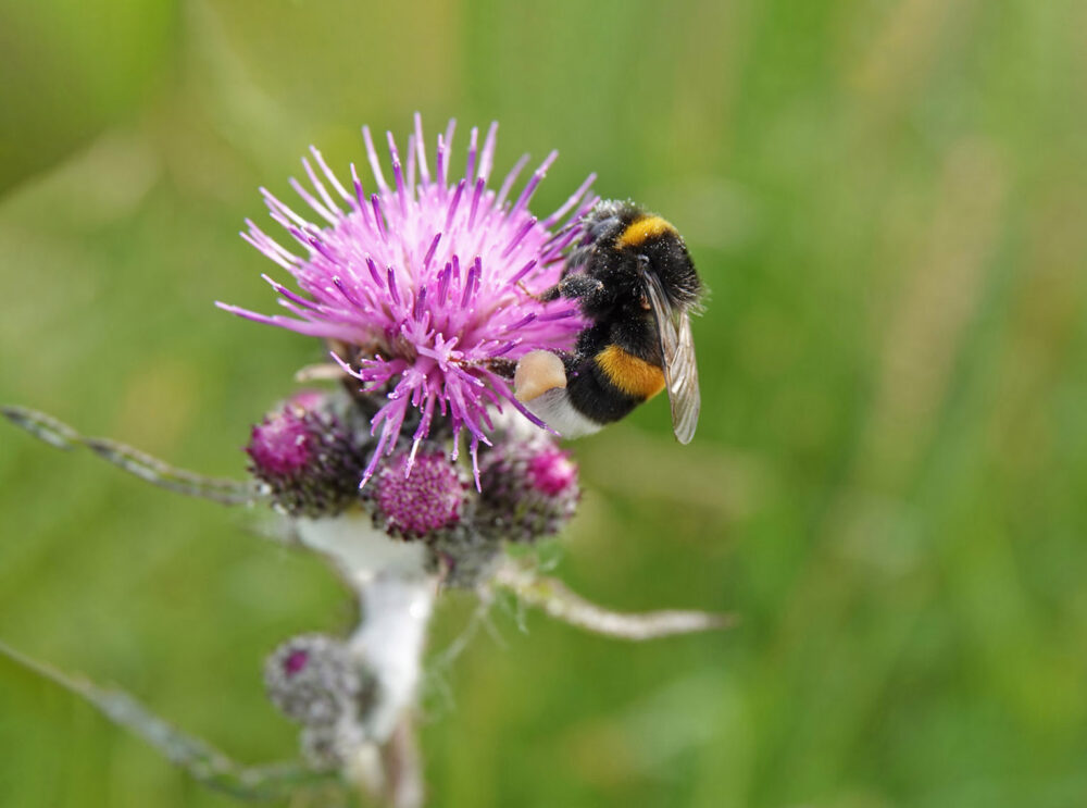 Hommel uit aardhommelgroep