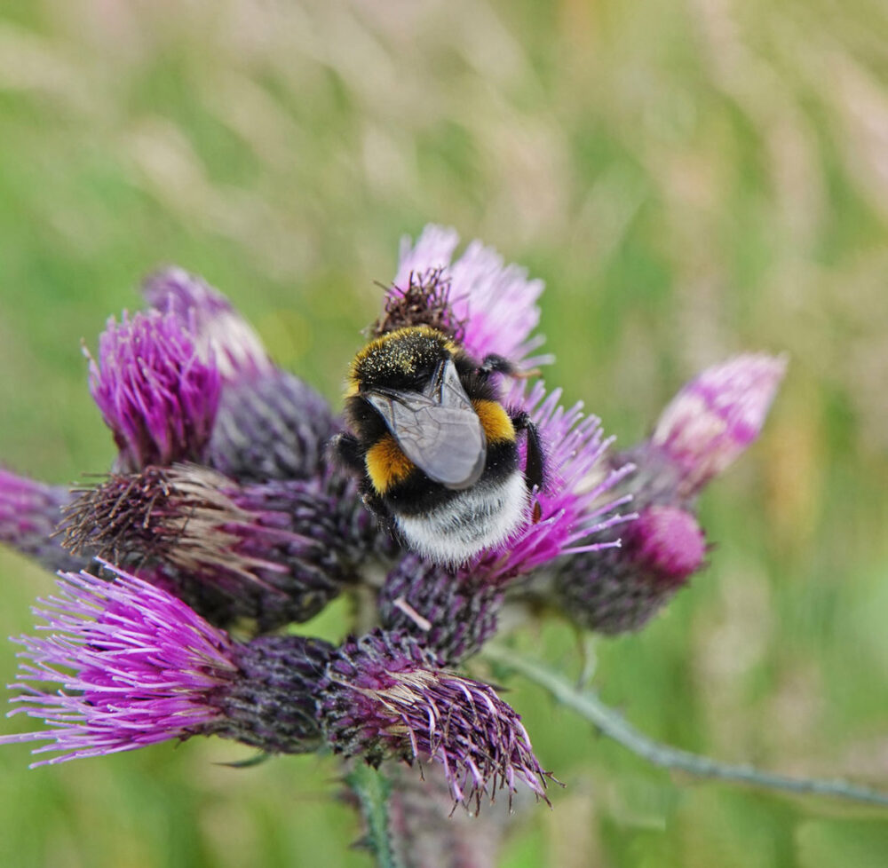 Hommel uit aardhommelgroep