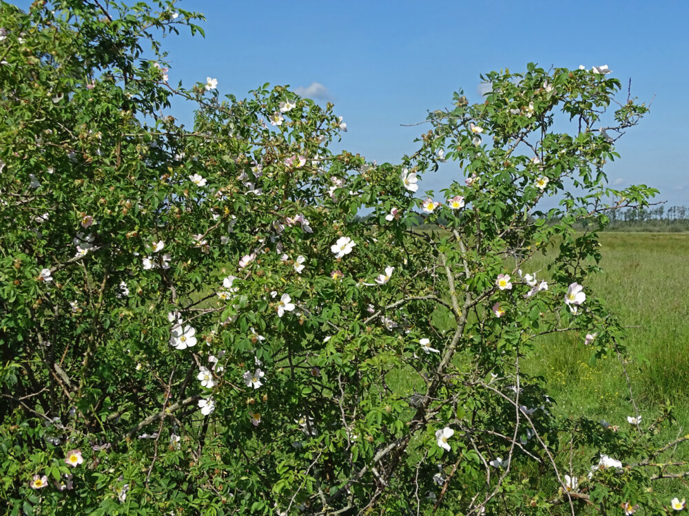 Hondsroos in Beelestukken (Weeringsbroeken)