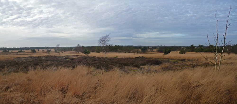 Hoog Buurlo (Veluwe)