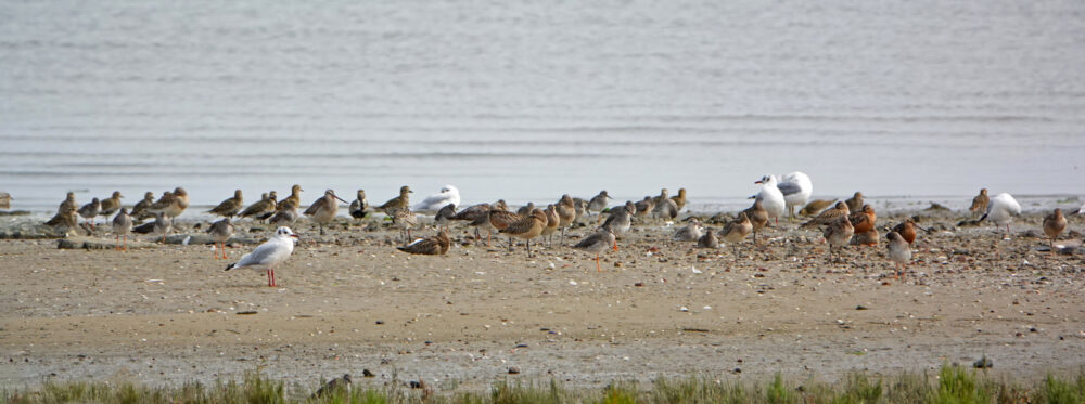 Hoogwatervluchtplaats wadvogels (kwelder Ameland)