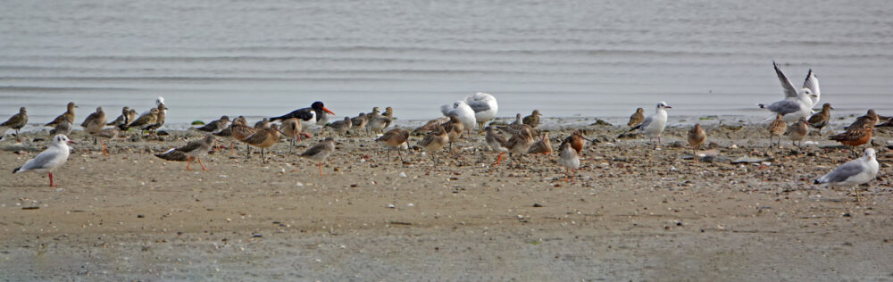 Hoogwatervluchtplaats wadvogels (kwelder Ameland)