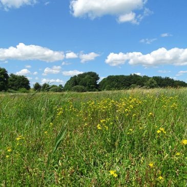 Hooilandjes Reitdiep (Groningen)