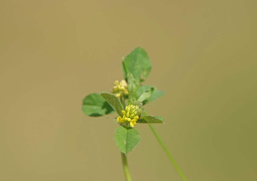 Hopklaver