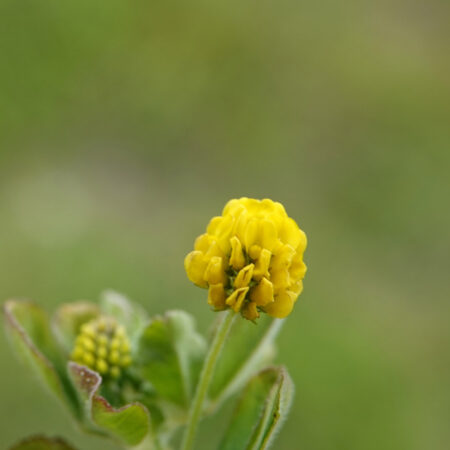 Hopklaver