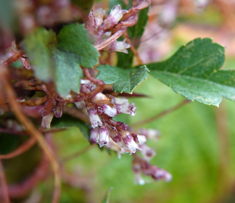 Hopwarkruid