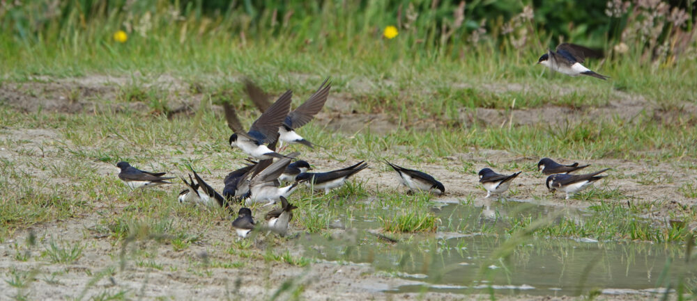 Huiszwaluw