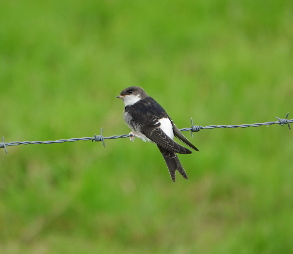 Huiszwaluw (juveniel)