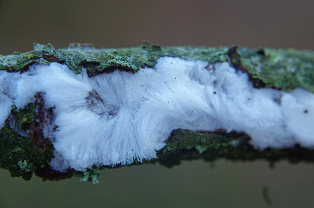 IJshaar (rozeblauwig waskorstje)