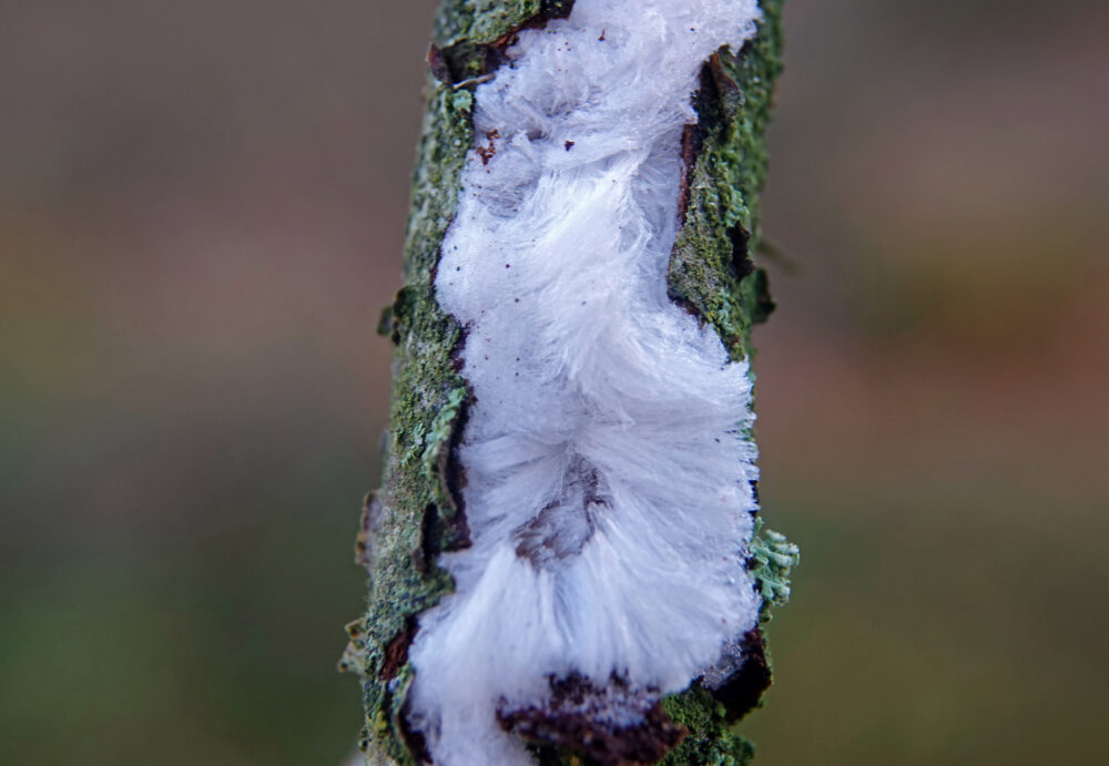 IJshaar (rozeblauwig waskorstje)