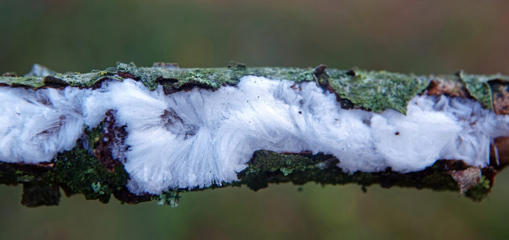IJshaar (rozeblauwig waskorstje)