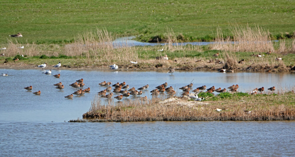 IJslandse gruttoos in Skrins