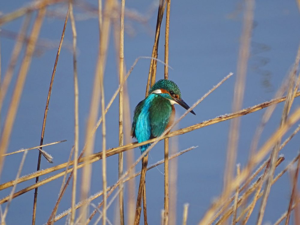 IJsvogel (Eelderdiepgebied)