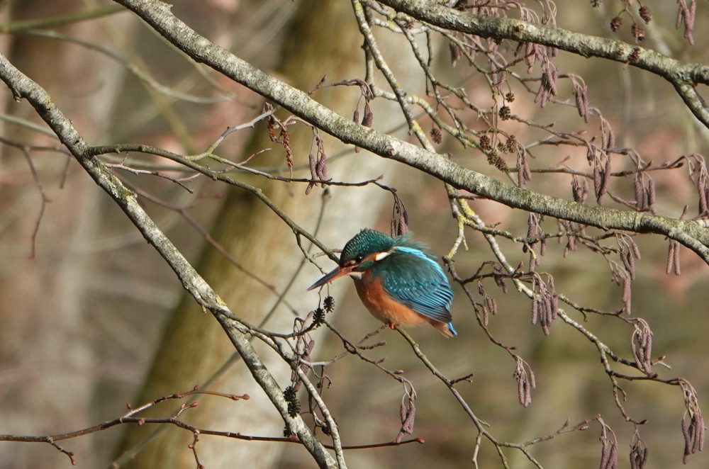 IJsvogel (Groningen in de winter)