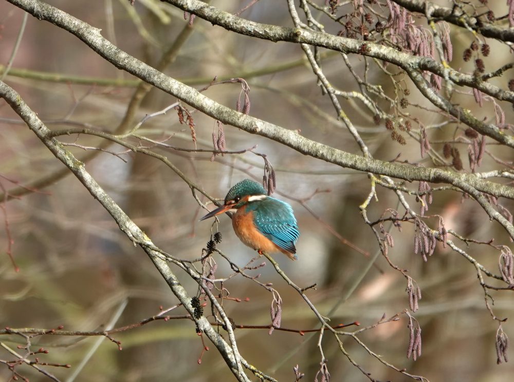 IJsvogel