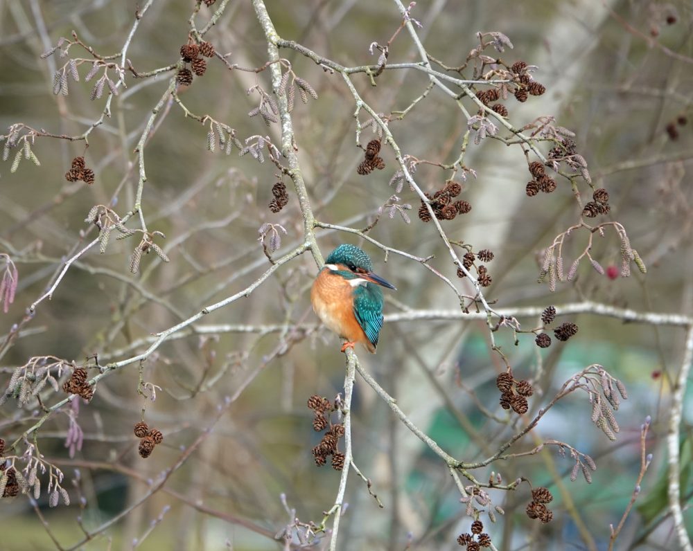 IJsvogel