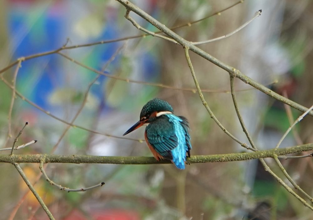 IJsvogel