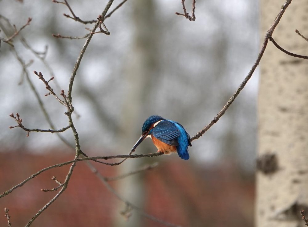 IJsvogel