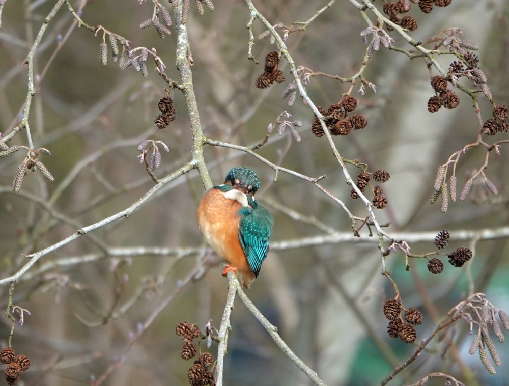 IJsvogel