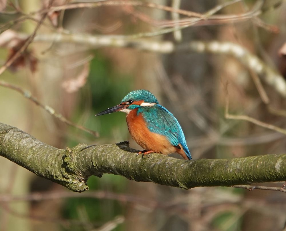 IJsvogel